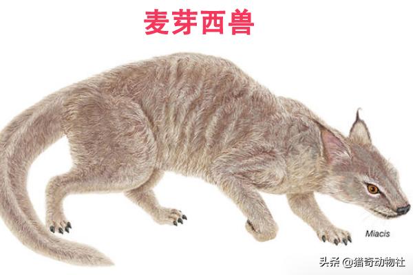 芬兰狐狸犬多少钱一只:狐狸是猫科还是犬科？请大家回答咯？