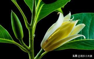 黄兰:黄兰淮 七月份了，怎样可以让黄兰开花？
