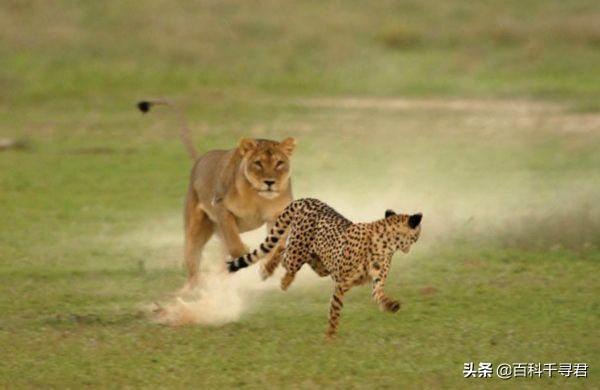 斑鬣狗属于猫科吗:斑鬣狗属于犬科动物吗 为什么有人说猎豹是猫科动物之耻？