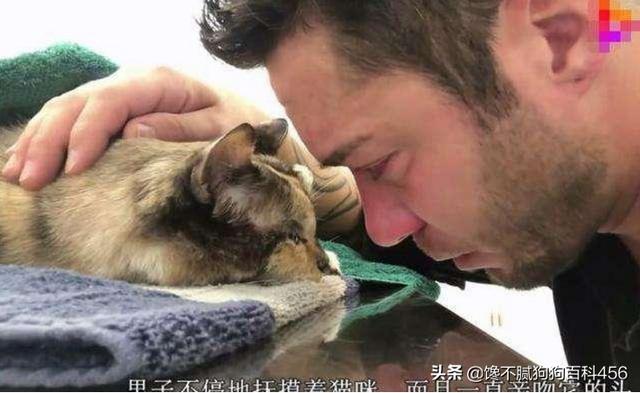 欧洲短毛猫1011欧洲短毛猫:寿命短的猫咪一般会有什么特征？