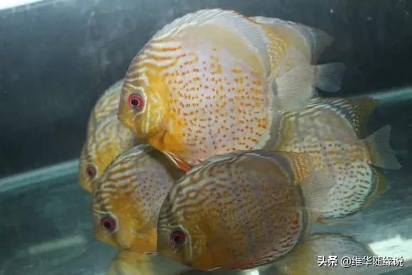 七彩神仙鱼论坛七彩神仙:七彩神仙鱼常见病该如何预防和治疗？体黑由哪些原因造成？