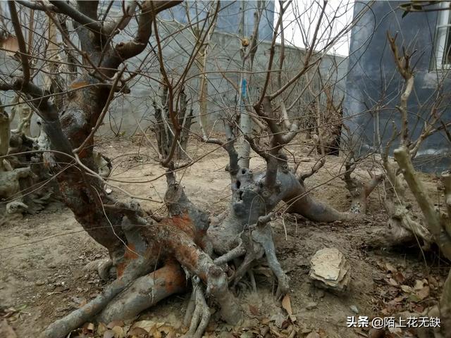 发现了几株长满疙瘩的野生榆树苗,请问:深秋可以移植到花盆培育盆景吗？