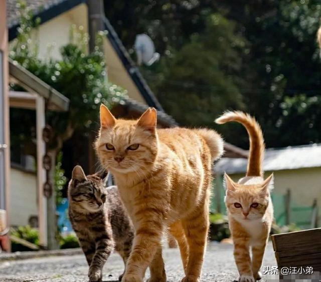 甜蜜猫猫01话:有哪些好看的、重生的甜蜜的小说推荐？