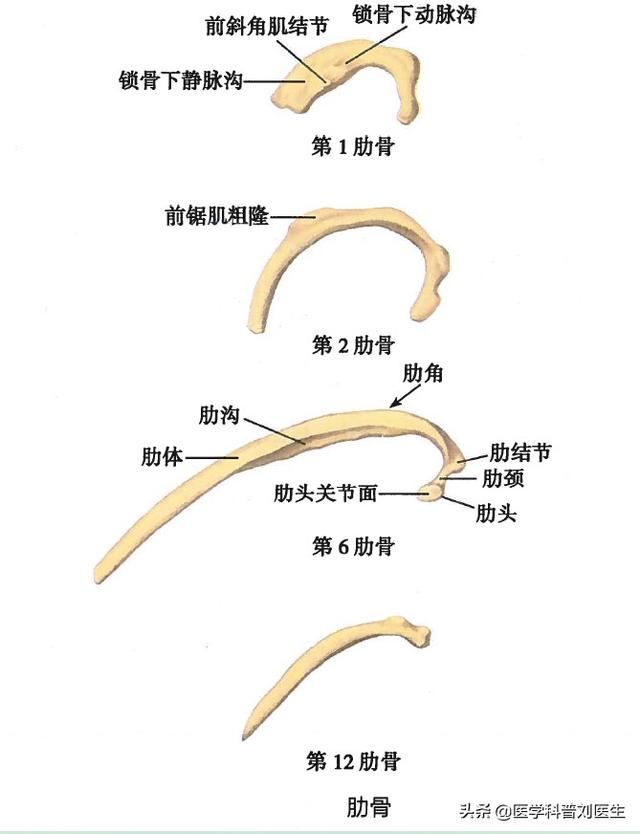 肋骨骨裂的症状:第五、六根肋骨骨折了，需要如何休养才能好的比较快？