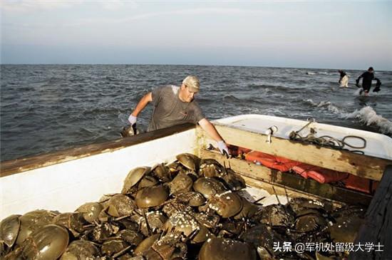 马蹄蟹:为什么马蹄蟹这个动物好多人不知道