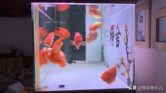 大型观赏鱼的种类图片大全:有哪些家养观赏鱼的养殖经验与注意事项可以分享下？ 小型观赏鱼种类图片大全及名称