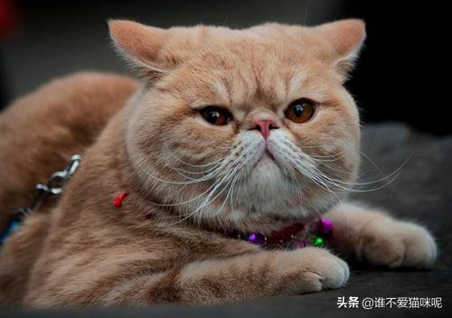 猫咪放屁拉稀带血:猫咪拉稀，且颜色发红是怎么回事？