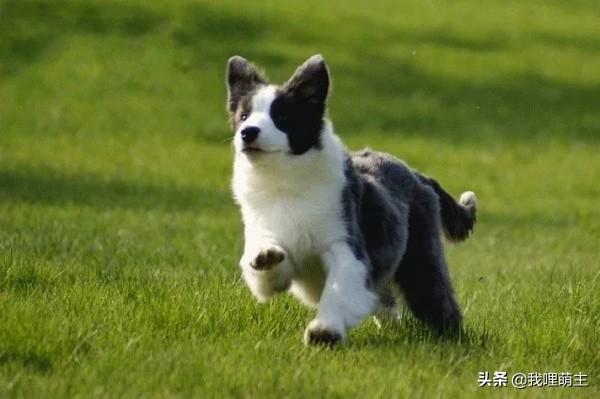 边境牧羊犬好不好免费观看视频:如何从品相上选购边境牧羊犬？