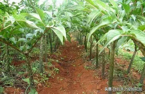 魔南景天可以降血脂吗:魔芋一代种种植一年能产多少一代种和二代种？