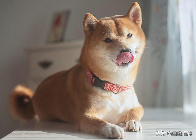 日本柴犬:为什么中国土狗叫柴狗，而日本土狗叫柴犬？ 日本柴犬多少钱一只