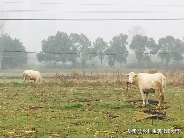 小古牧犬的市场价:宠物狗狗的市场价大概是身多少？地域不同有什么区别吗？