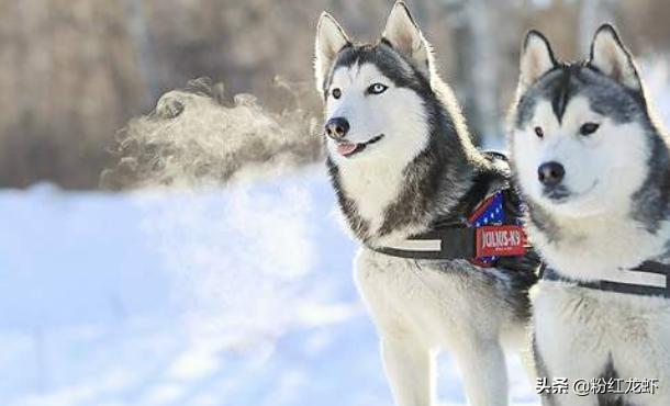 世界名犬图片名字:爱犬家族，各种名犬简介？