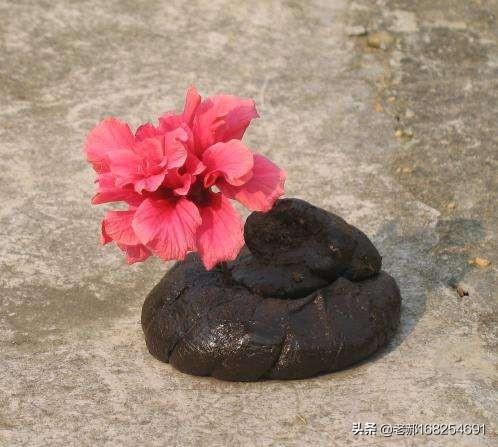 为什么鲜花一般都会插在牛粪上?-爱新觉罗四王爷的回答-头条问答