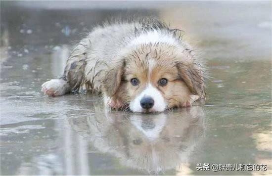 关于流浪狗和流浪猫感悟:大雨时，马路上积水成河，流浪的猫和狗是怎么生存下去的？