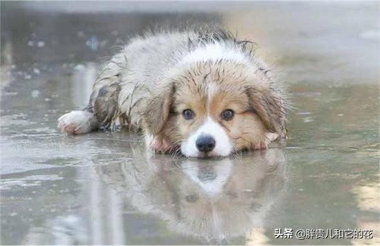 关于流浪狗和流浪猫感悟:面对越来越多的流浪猫流浪狗应该怎样处理？