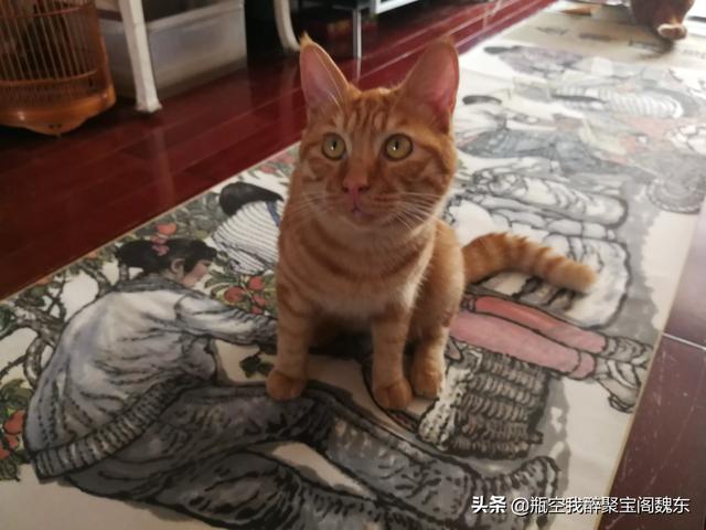 公猫绝育手术后反应:雄性猫绝育之后，会恨主人吗？