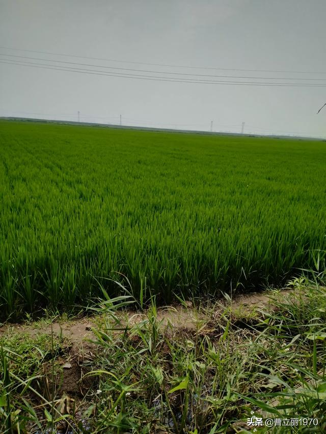 冬日的冷让人怀念起夏日的热,有什么别有韵味的写夏天的古诗吗？
