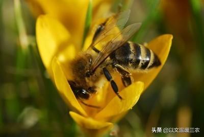 红色吸蜜鹦鹉:中蜂王台封盖后，什么时候会分蜂？