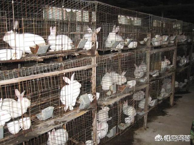 兔子伊维菌素用量:兔子长癣跟环境有关吗？兔子长癣是环境不卫生吗？