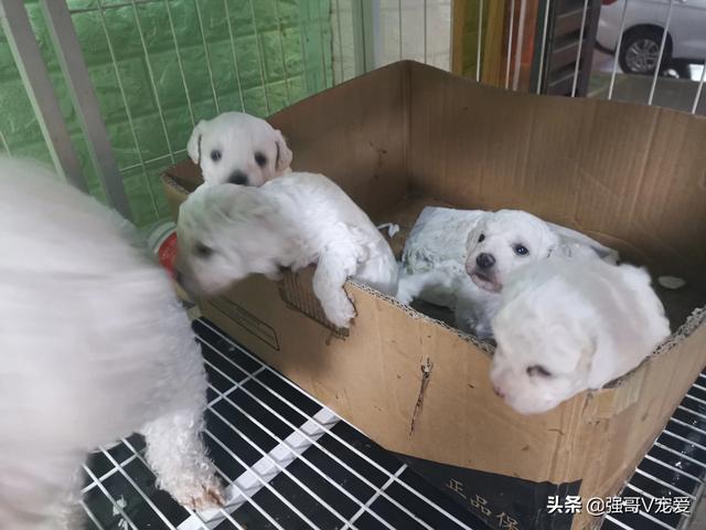 萨摩耶samoyed:土狗和萨摩耶串串出来有可能会像萨摩耶吗？