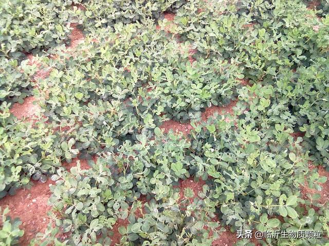 头条问答 花生有青虫 该怎样防治呢 临沂生物质颗粒的回答 0赞