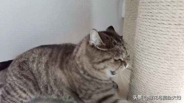 虐猫视频:对于网上的一些虐猫事件，你怎么看？