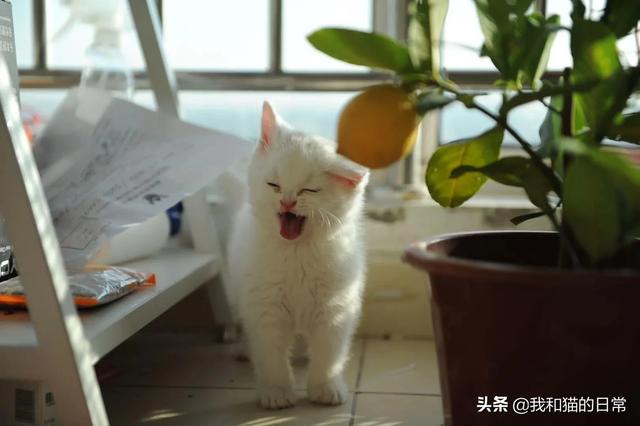 蓝猫咕噜噜:猫怎么那么喜欢让人抱着，且抚摸时它还发出呼噜咕咕的声音？