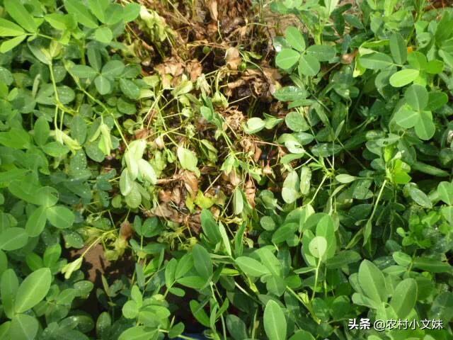 花生黑蚜虫怎么防治:花生大豆打虫用什么药好？