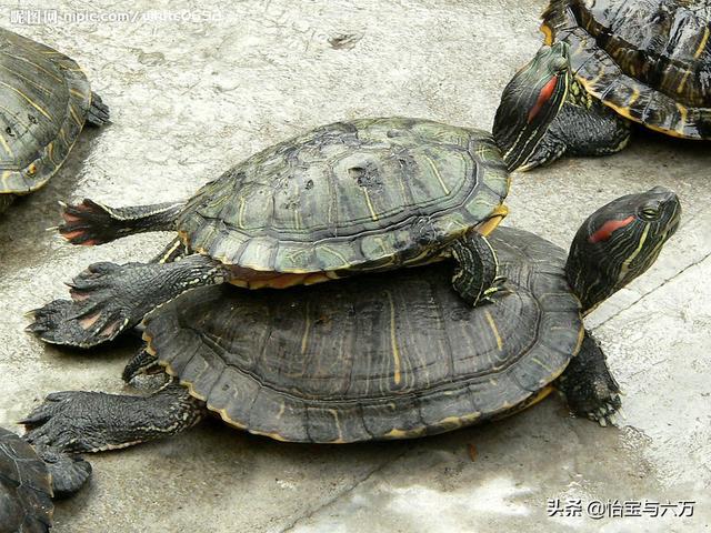 广东草龟龟苗图:刚刚出生的草龟可不可以深水养？