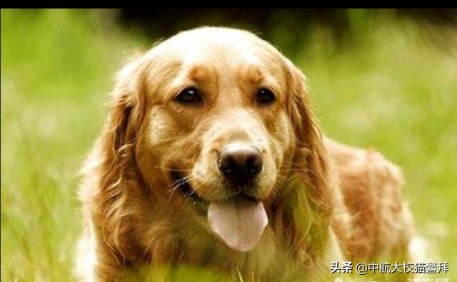 宠物狗品种图片大全金毛:金毛这么多优点，为什么很多人不想再养了？