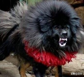 鬣狗vs藏獒藏獒和鬣狗谁厉害?:体型相近的藏獒能打赢鬣狗吗？东方神犬与非洲二哥谁比较厉害？
