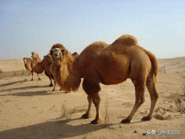 沙漠什么动物吃仙人掌:骆驼特别爱吃带刺的仙人掌，难道它就不扎嘴吗？