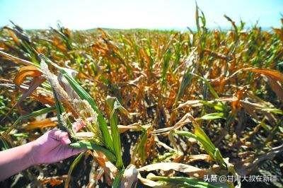玉米到了后期还要浇吗？插图45