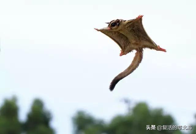 鸟的祖先图片:地球上第一只鸟飞行是怎么练成的？难道不怕摔下来吗？