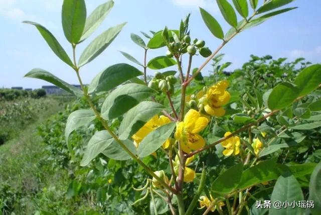 蛇灭门植物图片及名称:农村有种植物叫“蛇灭门”，可以种植在庭院里吗？如何种植？