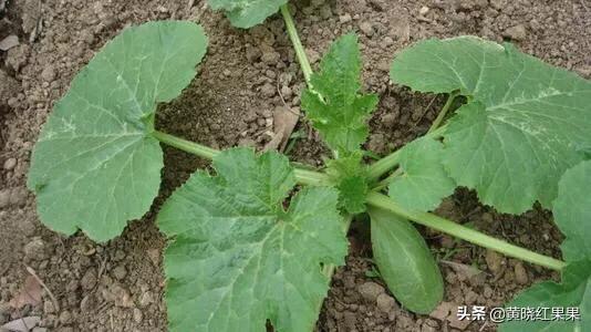 蓝尾金蜥生活环境:辣椒种植，植株对于生长环境有哪些要求？