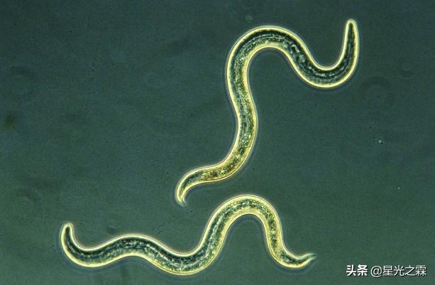 寄生虫感染的免疫:寄生虫感染的免疫特点主要表现为 狗狗驱虫和打疫苗有先后顺序么？