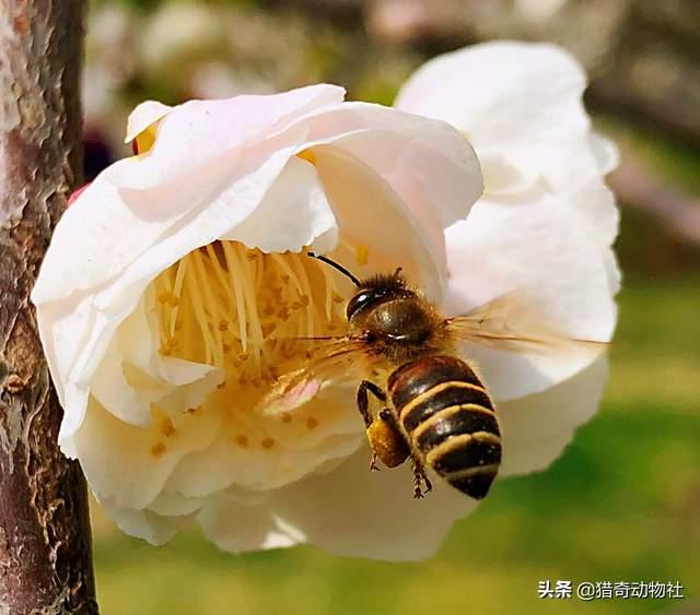 没有蜜蜂水果会消失吗，爱因斯坦曾说过，假如蜜蜂都消失了，人类只能生存四年，为什么