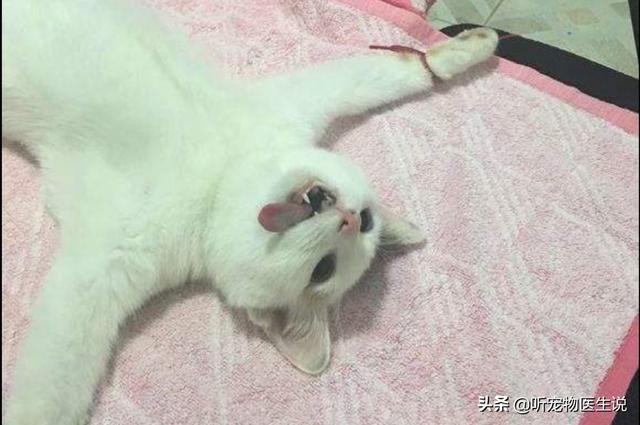 猫咪绝育表情亮了:猫绝育的时候真的需要演戏吗？