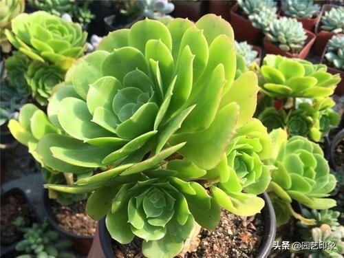 长生草属多肉植物图片:长生草属多肉植物 莲花形状的多肉哪个品种好养活？