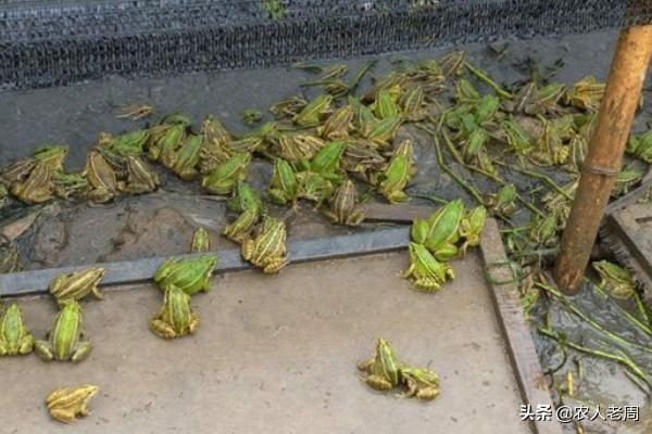非洲牛箱头蛙:在农村田边的这种蛙有很多，但不知道是什么蛙类