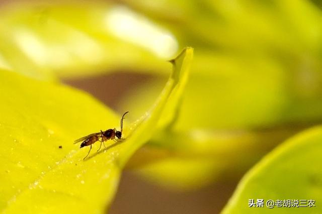 咬人的虫子:农村有一种肉眼看不到的小虫咬人很疼，它有名字吗？怎样对付它？