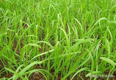 一亩地施多少硝酸铵钙韭菜生长期一亩用多少公斤硝酸铵钙