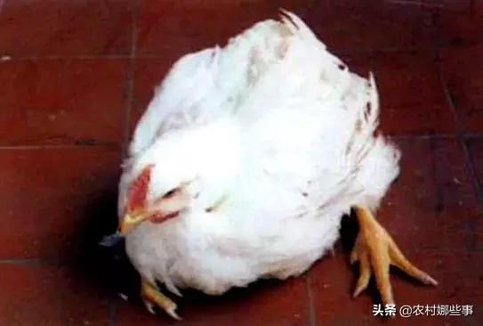 鸡缺乏维生素b2的症状:鸡群中出现瘫痪鸡应怎样应对？