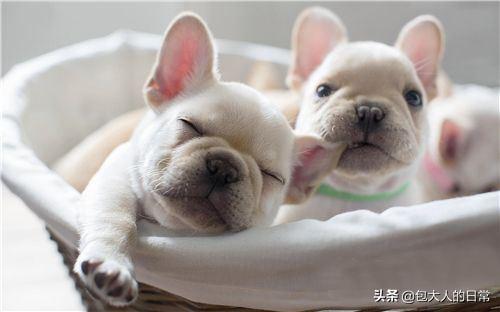 法国斗牛犬母很难养吗:养公狗与养母狗的区别在哪里？
