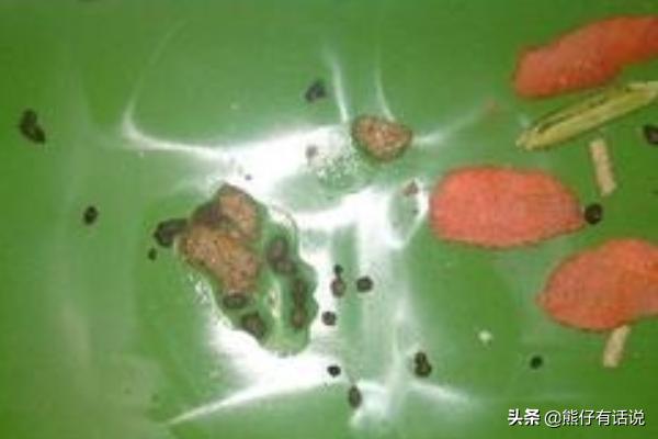 垂耳兔拉稀吃什么药:兔子不吃食与肚胀拉稀的解决方案？