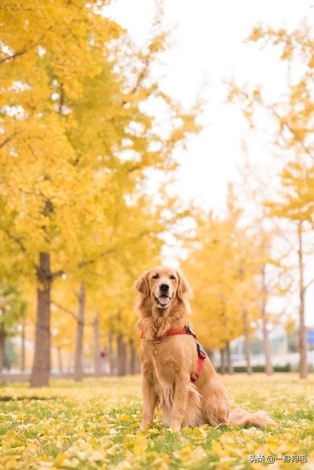 世界犬类智商排名中国:中华田园犬为什么是世界上智商最低的狗？