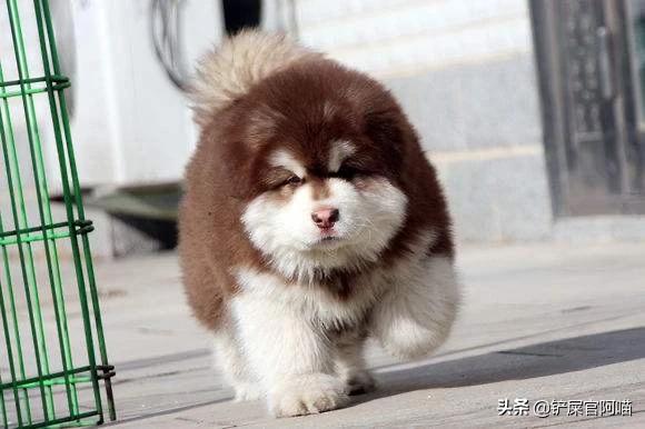 1岁阿拉斯加雪橇犬性格:阿拉斯加犬的性格怎么样？