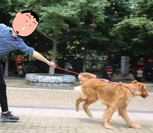 比高犬和司犬哪个厉害:养大型狗和小型狗有什么区别？