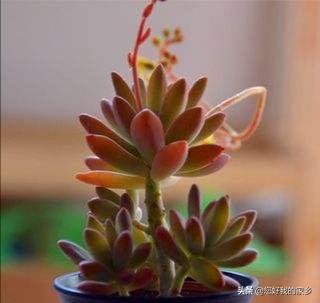 姬星美人开花会死吗:姬星美人开花直接剪头吗 多肉开花要剪掉吗？为什么？